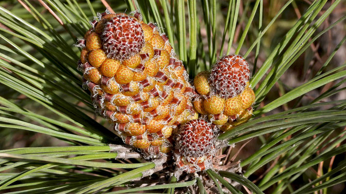 Pinus canariensis, Blütenstand