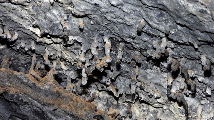 Cueva de los Naturalistas - Staphyliten an der Decke.