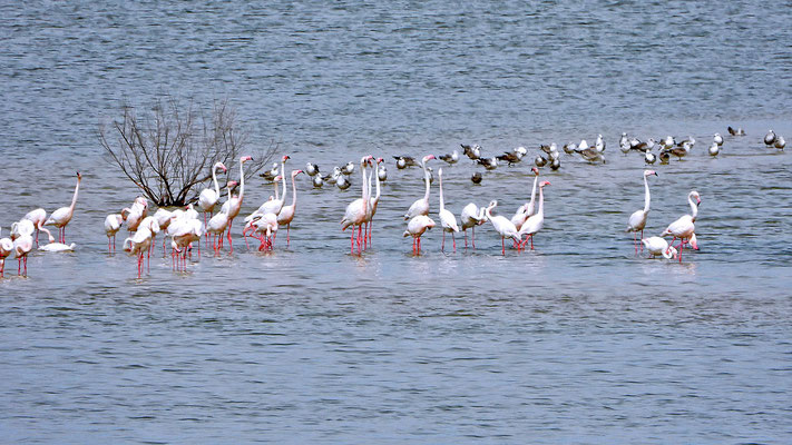 Eine weitere Gruppe Flamingos ...