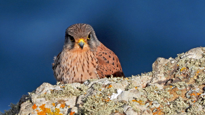 Turmfalke (Falco tinnunculus canariensis), Männchen