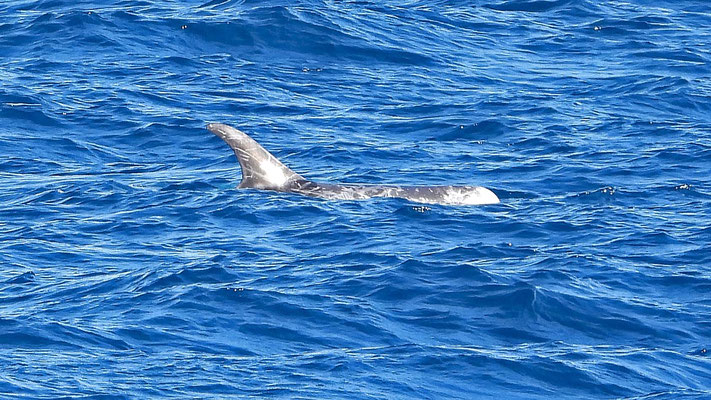 Rundkopfdelfin, Grampus griseus vor Lanzarote
