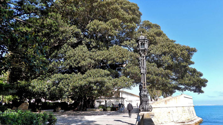 Kleiner Park mit gigantischen, alten Ficus Macrophylla Bäumen.