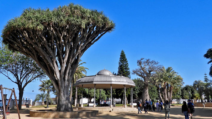 Im botanischen Garten/Park "Parque Genoves" in Cadiz.