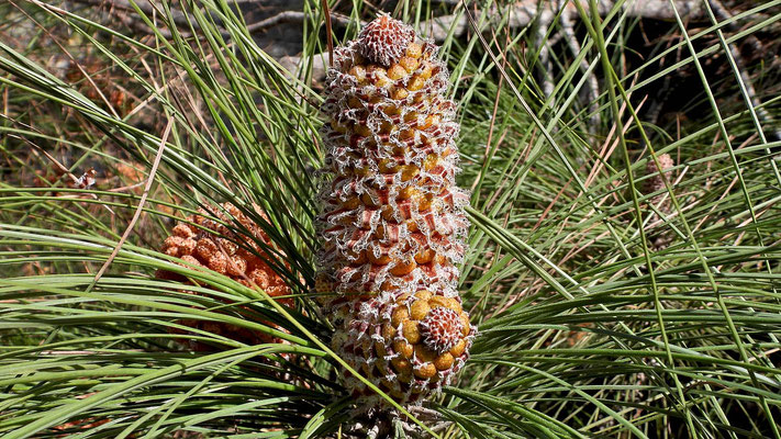 Pinus canariensis, Blütenstand