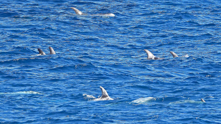 Rundkopfdelfin, Grampus griseus vor Lanzarote