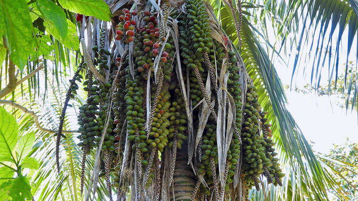 Fruchtstand einer Palme