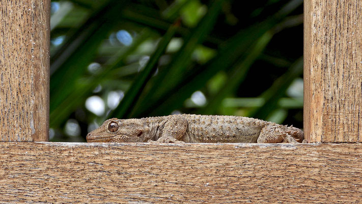Ruhender Gecko an einem Tor.