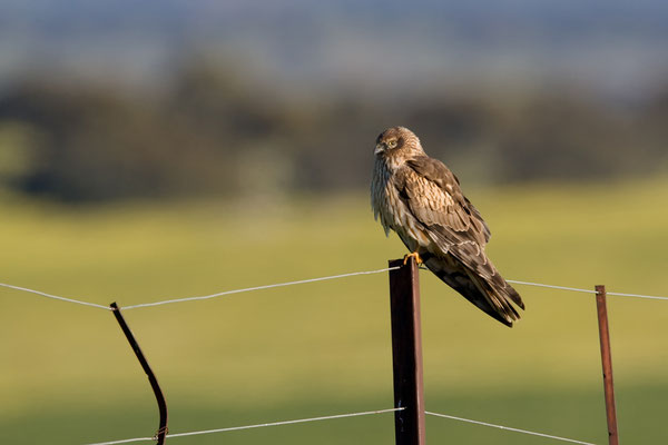 Weibchen - Foto: Frank Derer