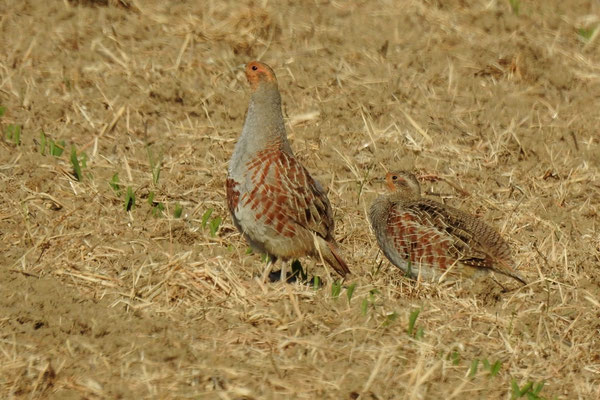 Das Männchen links - das Weibchen rechts. Foto: R. Dehner