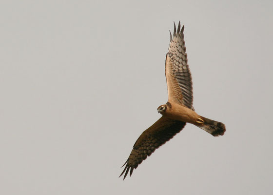 Weibchen - Foto: C. Moning