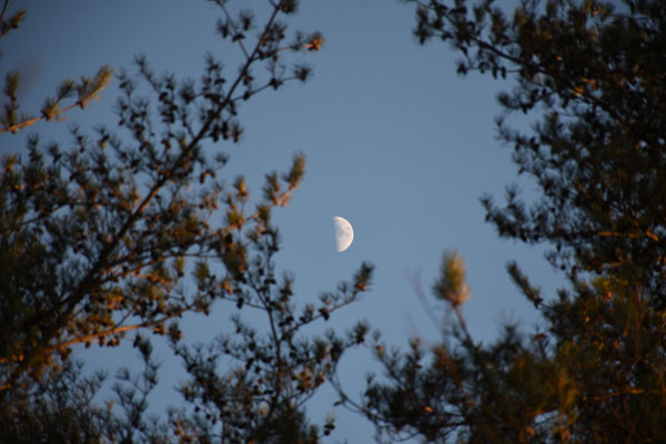 marmotte／2021.12.11 16:01／軽井沢町