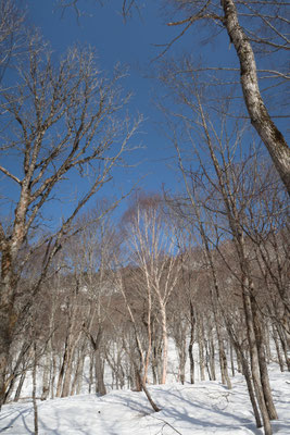 marmotte／2022.04.10 14:45／長野市
