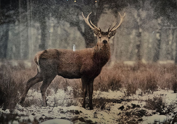 Hirsch auf der Pirsch, Glasbild, 80 x 120 cm 99,€