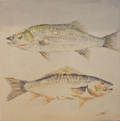 "Fisch- Duo", 50x 50 cm, 89,- €