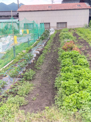 サニーレタスは今が盛りです