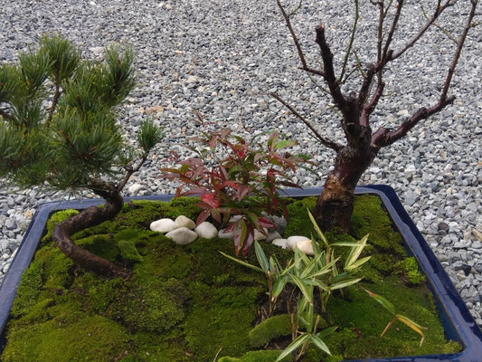 苔のパッチワーク…