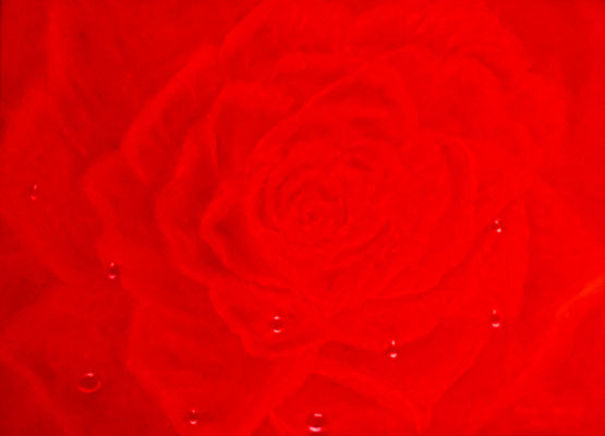 Rote Rose, 70*50, 2012