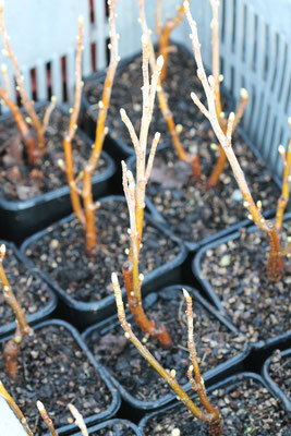 Plants de cassissier bio