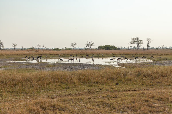 8.10. Moremi GR - Mboma Loop: Marabou stork (Leptoptilos crumeniferus)