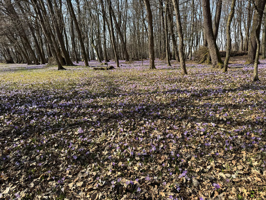 Krokusblüte bei den Engelteichen