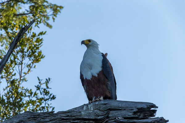 20.03. Evening Cruise: African fish eagle (Haliaeetus vicifer)