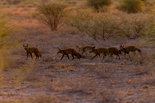 16.03. Morning Drive: Löffelhunde (Octocyon megalotis)