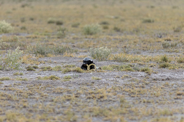 14.03. Morning Drive: Honigdachs auf der Jagd!