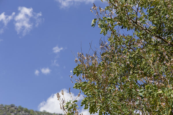 19.03. Tsodilo Hills: Zambezi teak (Baikiaea plurijuga)