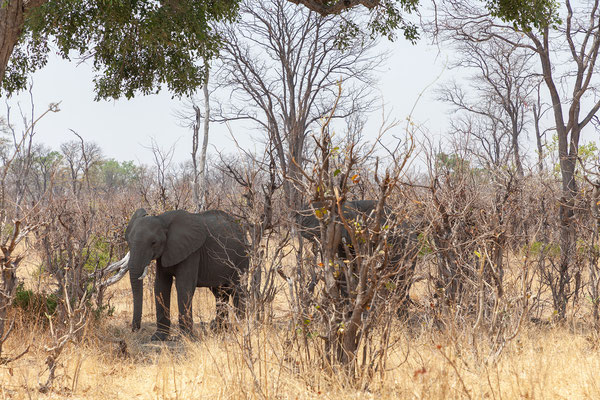 9.10. Moremi GR: Elefanten (Loxodonta africana)