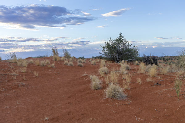 01.03. Bagatelle Kalahari Game Ranch