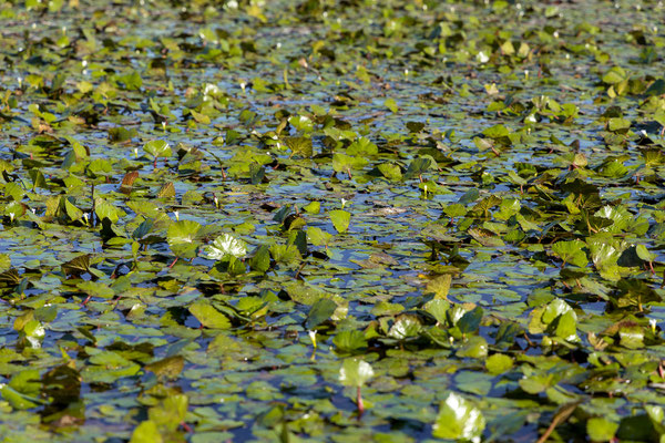 19.03. Bootstour: Water chestnut (Trapa natans)