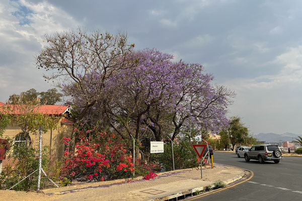 12.10. Windhoek: endlich sind wir einmal im Oktober in Afrika und sehen die Jacaranda Bäume in Blüte!