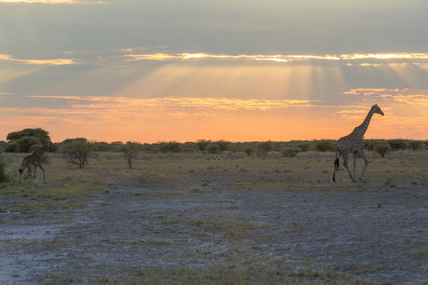 14.03. Morning Drive: Giraffe (Giraffa camelopardalis)