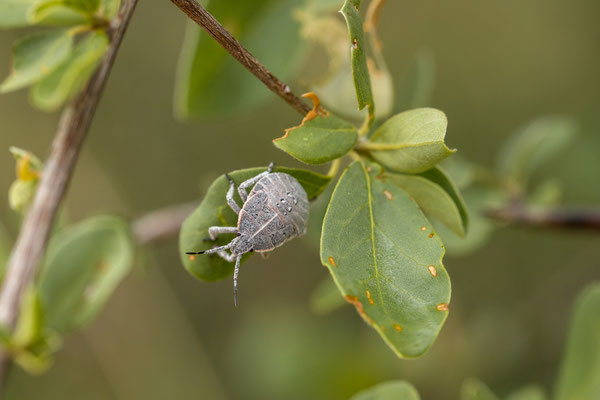 26.03. Stink bug ( Erthesina acuminata) Nymphe