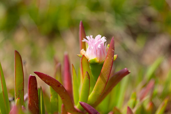 29.05. Barcaggio, Carpobrotus edulis - Mittagsblume