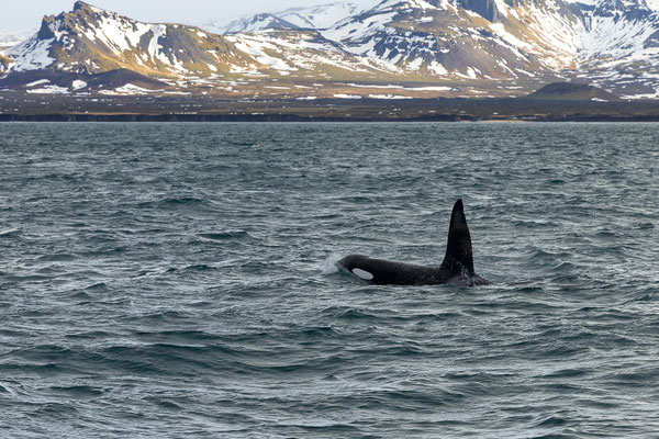Orcas (Orcinus orca)