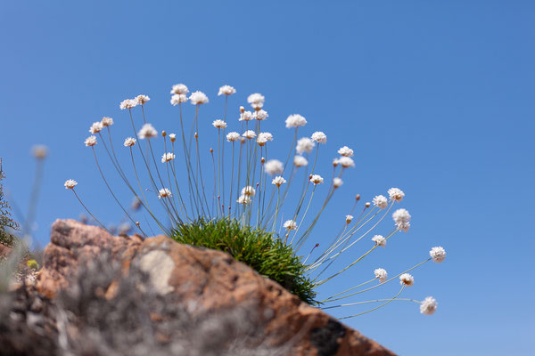 01.06. Am Strand beim Fango-Delta; Armeria pungens - Grasnelke