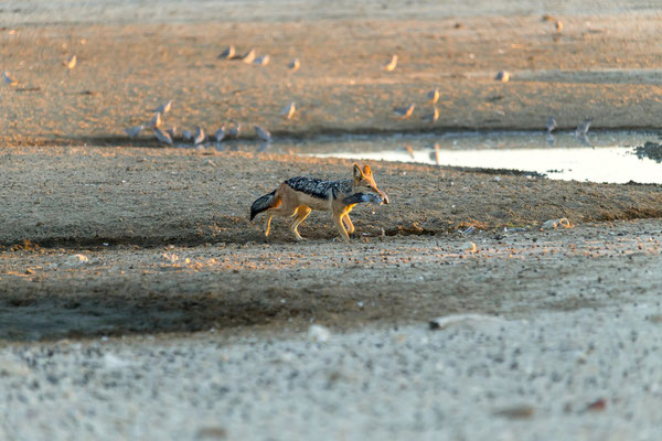 07.03. Schabrackenschakale (Canis mesomelas) bei der Jagd.