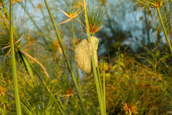 20.03. Morning Cruise