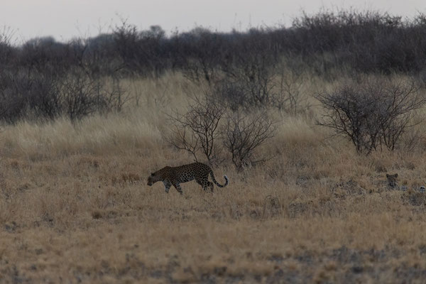 30.09. Evening Drive: am Rückweg zur Campsite sehen wir dann tatsächlich noch 2 Leoparde (Panthera pardus).