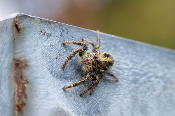 26.03. Porcupine/Fountain Trail: Springspinne, Salticidae