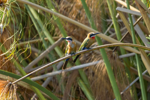 20.03. Evening Cruise: White-fronted bee-eater (Merops bullockoides)