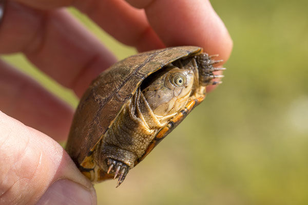 25.03. Auf dem Weg zum Waterberg: Marsh/Helmeted terrapin (Pelomedusa subrufa)