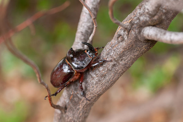 31.05. Fotostopp in der Balagne nahe Belgodère; Oryctes nasicornis - Nashornkäfer