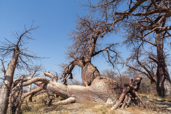 21.09. Baines Baobab