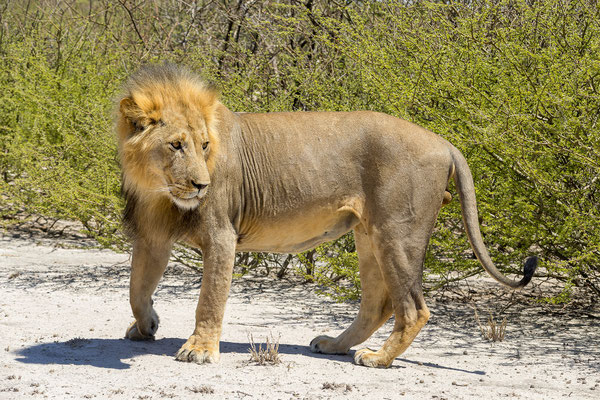 13.03. Löwen (Panthera leo)