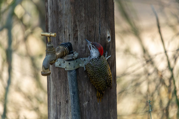 30.09. Boteti River Camp, Khumaga: es ist extrem trocken zur Zeit. Der Golden-tailed Woodpecker (Campethera abingoni) nutzt die Gelegenheit.