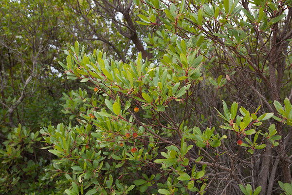 8.9. Luštica Halbinsel, Erdbeerbaum (Arbutus unedo)