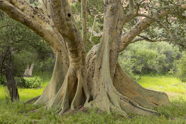 26.03. Porcupine/Fountain Trail: Common cluster fig (Ficus sycomorus)