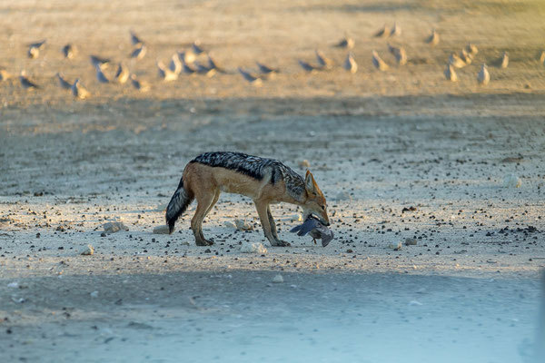 07.03. Schabrackenschakale (Canis mesomelas) bei der Jagd.